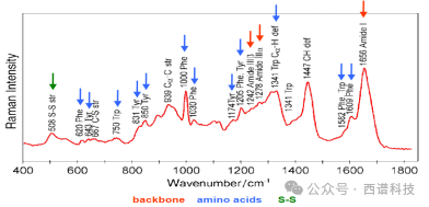 拉曼光谱技术应用于蛋白质及多肽样品分析的优势和局限性