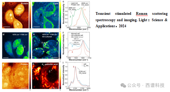 拉曼光谱技术应用于蛋白质及多肽样品分析的优势和局限性