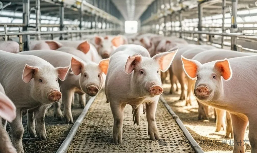 绝望的猪价，发生空逼多的概率极大！