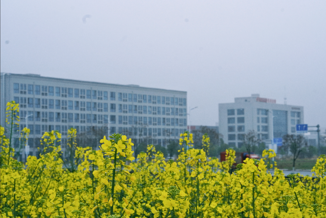 花海送皮肤