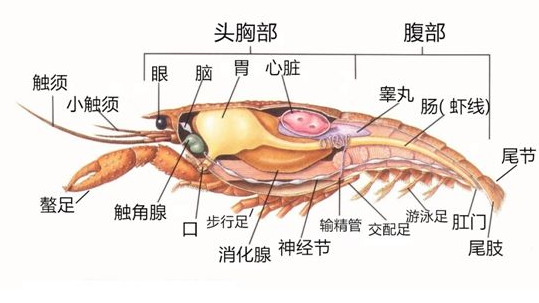 龙虾结构图部位名称图片