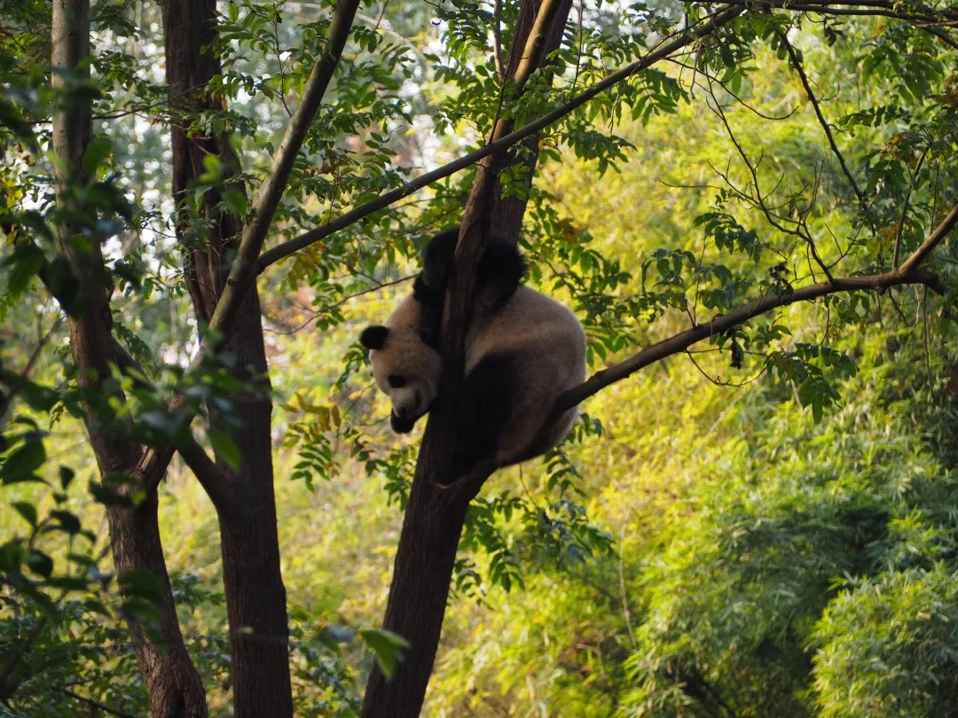 额头上绒毛多女子命运_额头上绒毛是福气_额头上有很多绒毛在面相上