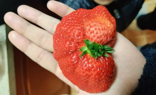 ���ݮ����������ġ����ǡ�С�ġ�������3�����У�һ��һ����~