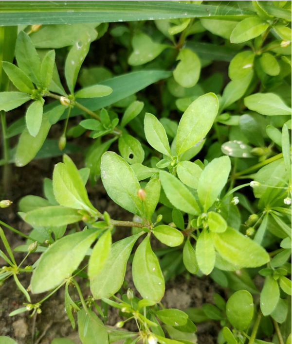 海南常见有毒野生动植物科普,小心食物中毒!