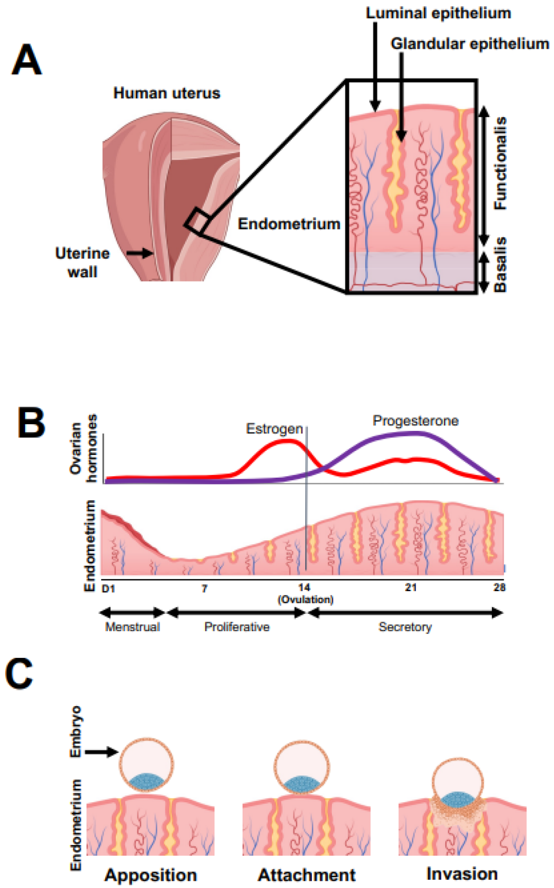 640_from=appmsg&tp=webp&wxfrom=5&wx_lazy=1&wx_co=1.webp (14).jpg