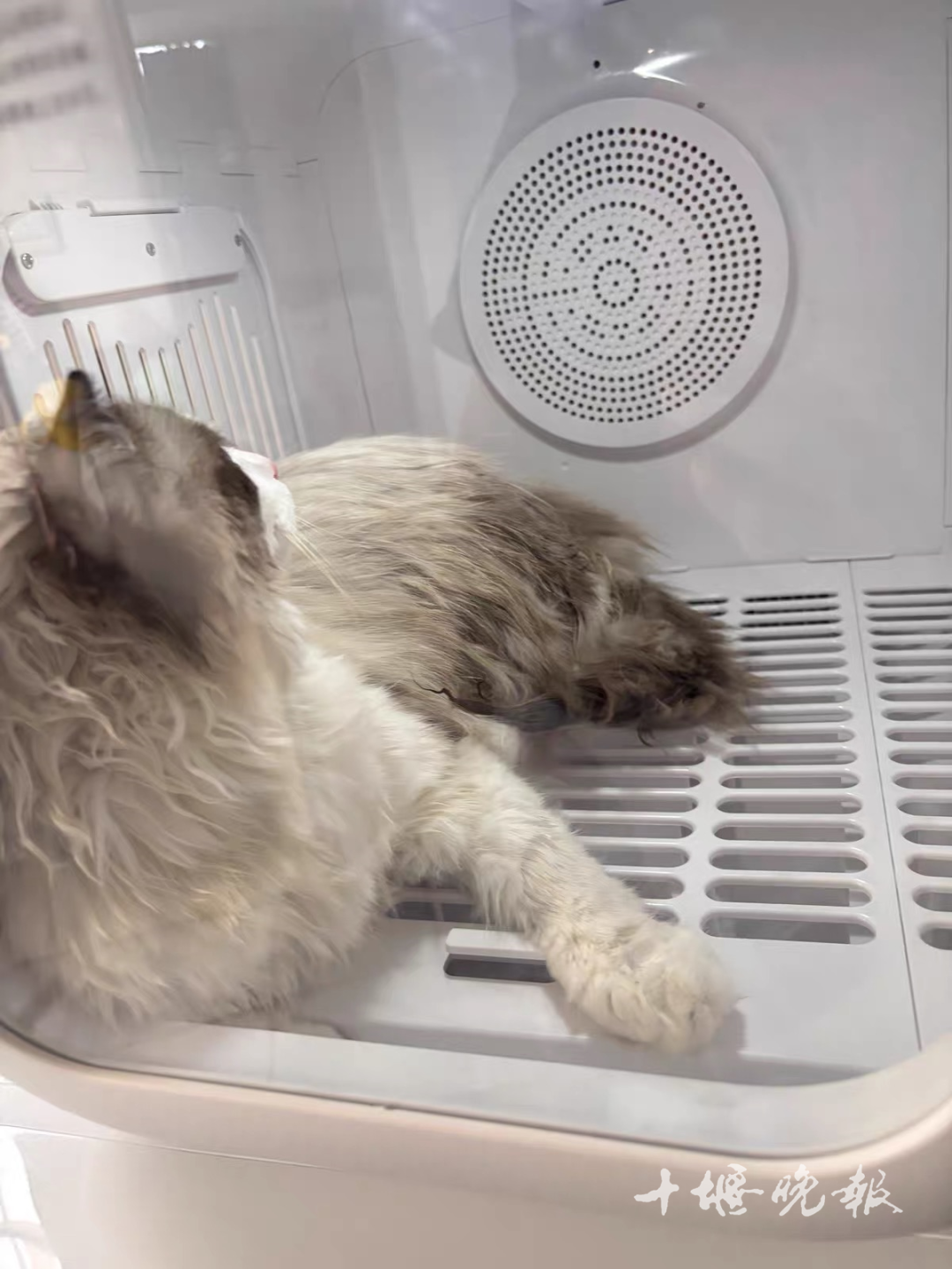 订单猛增！宠物消费需求激增 十堰多家店铺：2月1日开始涨价