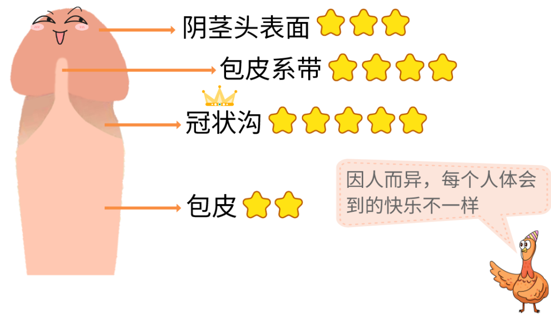 包皮上面有大量阴茎背神经的末梢分布,因此具有很强的敏感性.