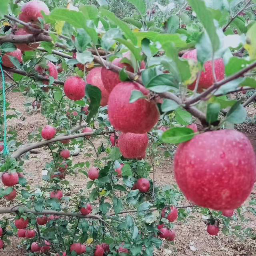 泸定县憨憨土特产标识