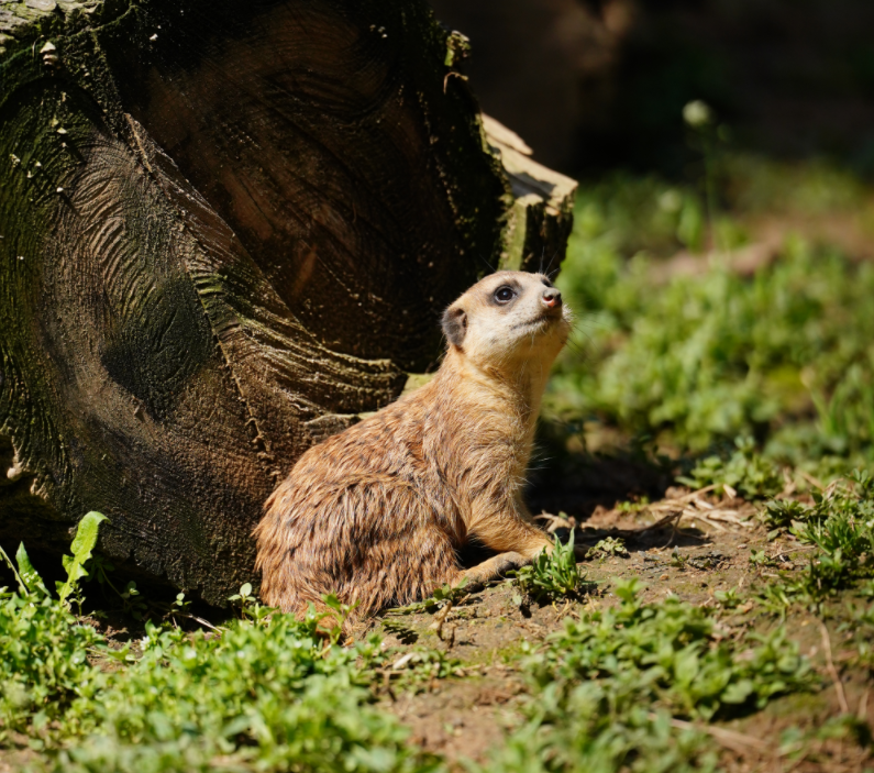 听说现在流行逛动物园？热度堪比迪士尼