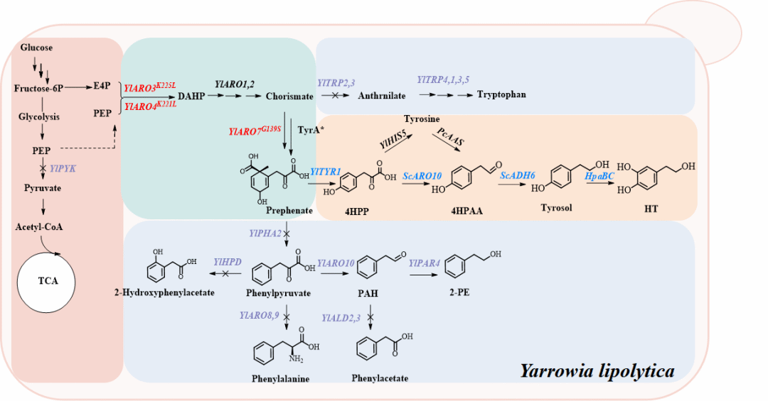 羟基酪醇代谢途径