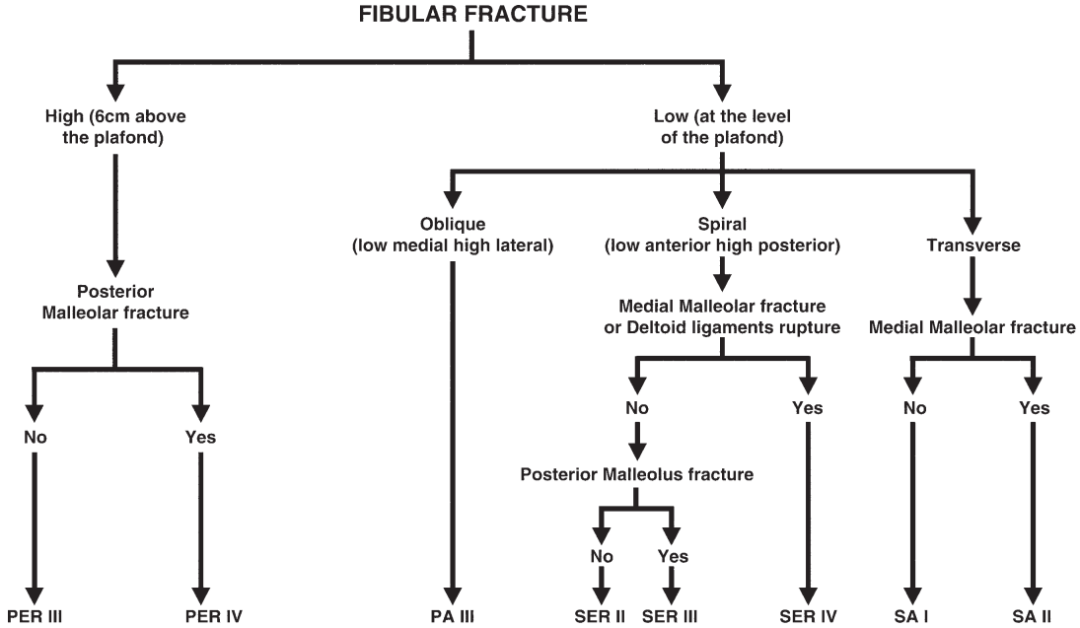 下胫腓联合损伤最全攻略｜解剖、生物力学、影像检查与术后评估