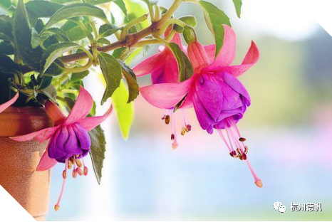 三月飞 花 含花的诗句 致富新闻