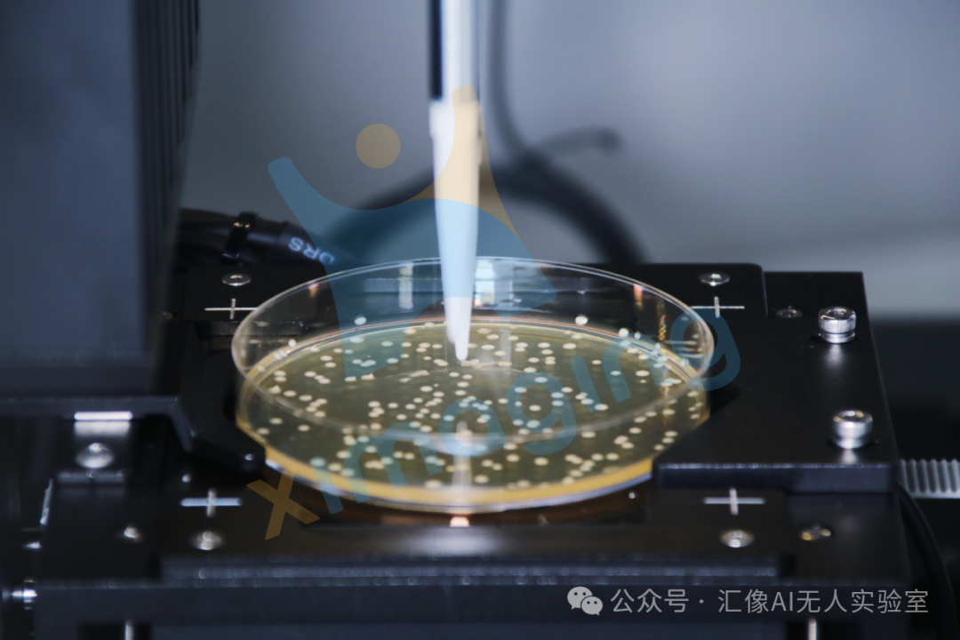 智能菌落挑選：微生物領域的無人化新引擎