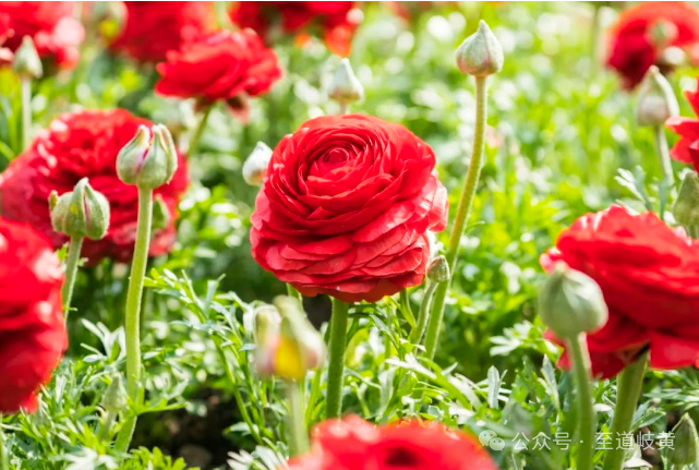 小柴胡颗粒能治10种常见病，仅5%的中医人知道！