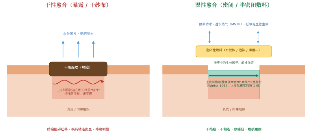 骨科伤口，干性愈合好还是湿性愈合好？：湿性愈合