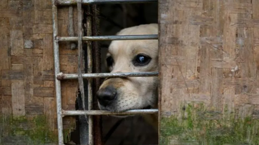 Chongqing Man Detained for Animal Abuse Videos Spark Outrage