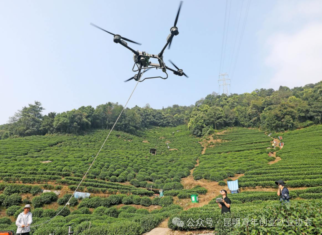 杭州龙井茶园施秋肥 无人机空运菜籽饼