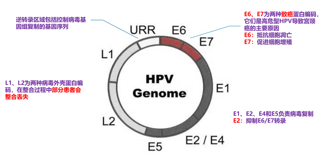 hpvdna分型分为什么型人乳头瘤病毒HPV25分型检测_https://www.jmylbn.com_新闻资讯_第3张