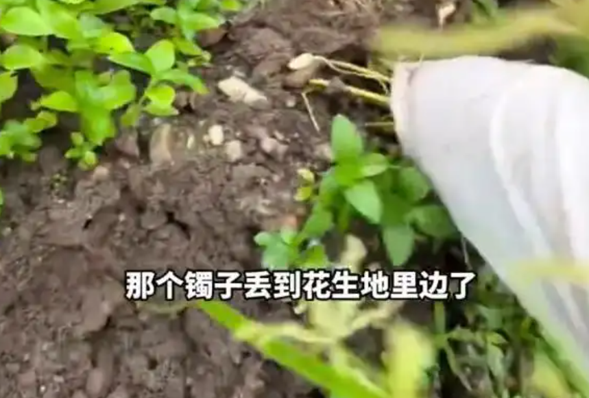 收花生找到姥姥丢了12年的金镯,花生地里挖出惊喜！姥姥丢失12年的金镯重见天日，背后..