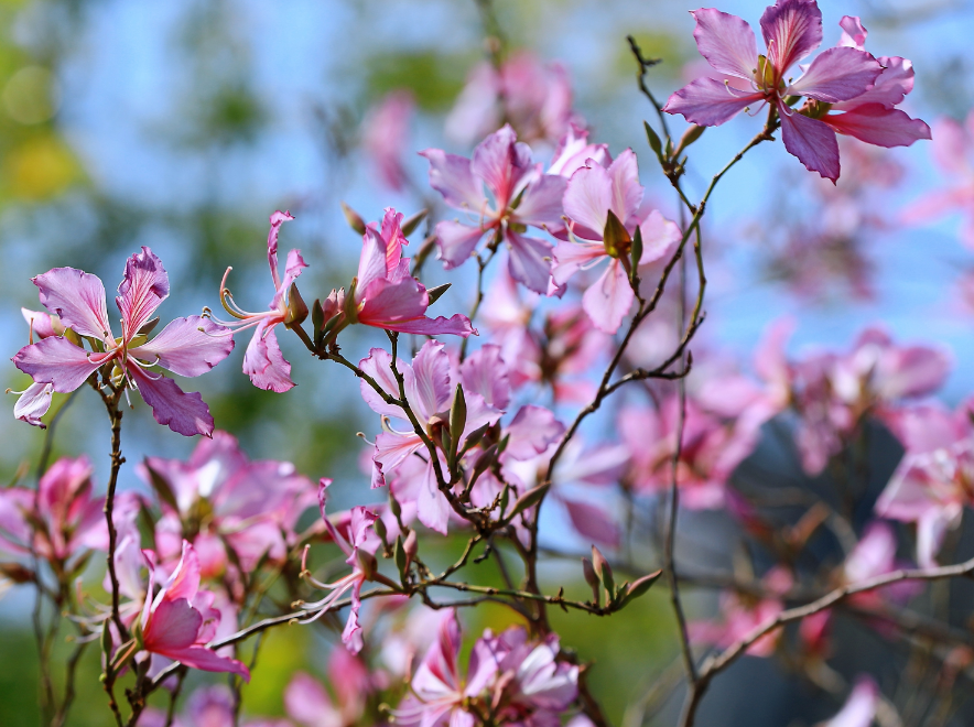 △以上2图 西江1号 摄