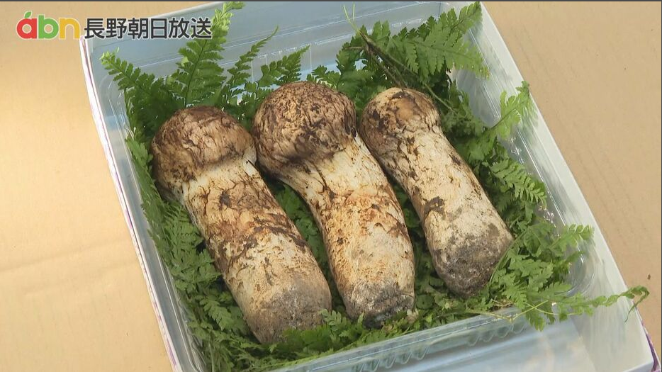 日本极品松茸首次上市！每公斤26万日元-江苏安惠生物科技有限公司