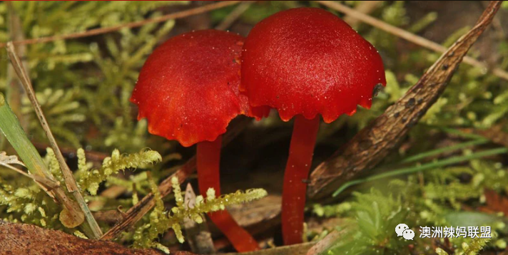 躁起来！墨尔本6月溜娃攻略：看冰雕，打雪仗，走迷宫，溜冰场，观灯展……还有馋死人的美食夜市（组图） - 29