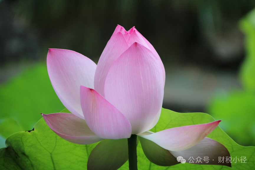 高新技術(shù)企業(yè)認(rèn)定及稅收優(yōu)惠政策相關(guān)問答