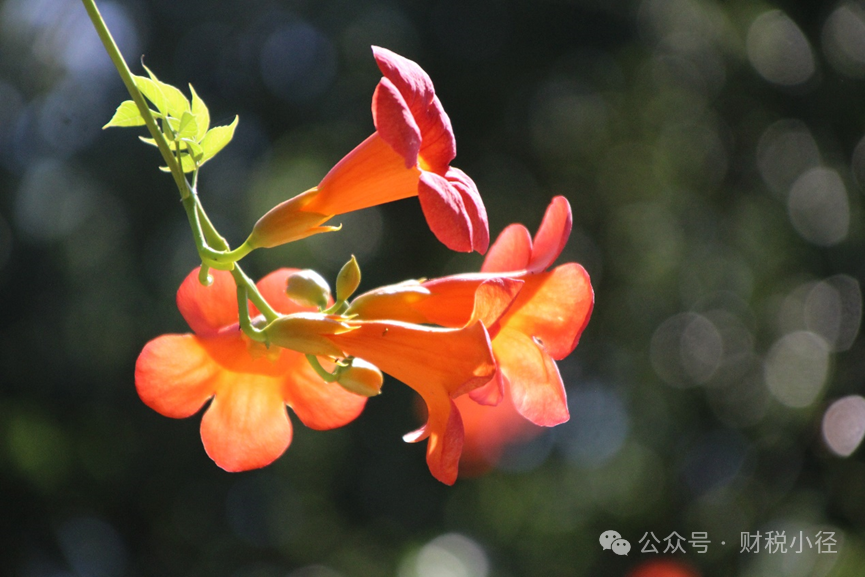 高新技術(shù)企業(yè)認(rèn)定及稅收優(yōu)惠政策相關(guān)問答