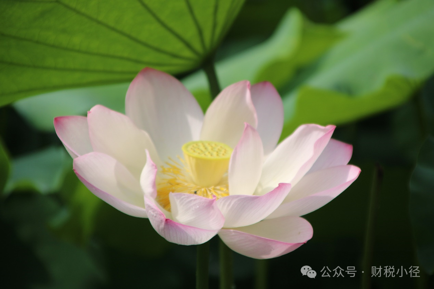 高新技術(shù)企業(yè)認(rèn)定及稅收優(yōu)惠政策相關(guān)問答