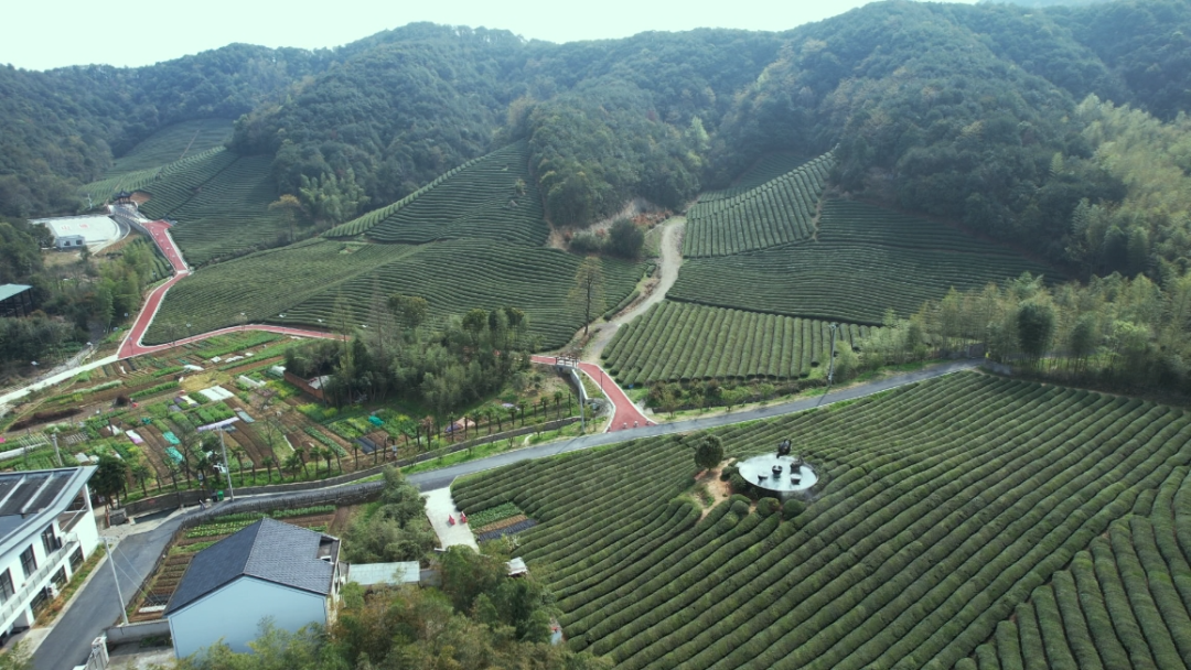 文化绍兴家门口的风景丨云松茶事完整版