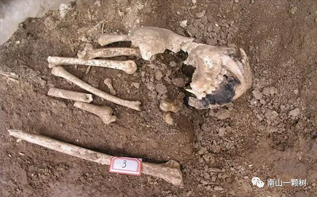 神禾塬大墓出土一件异兽头骨遗骸，秦始皇可能见过这个动物