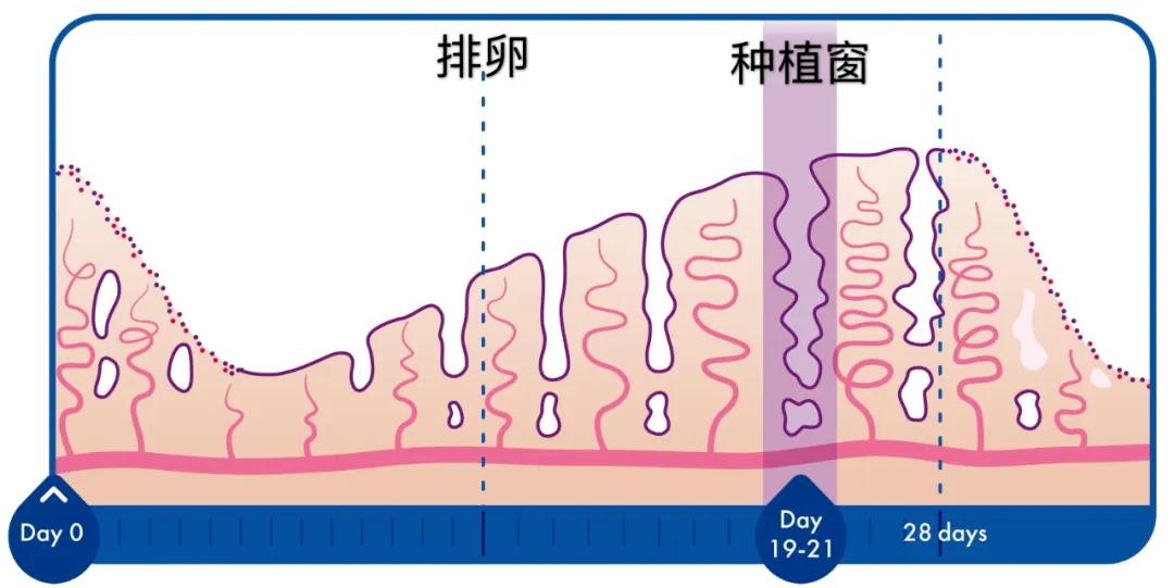 决定胚胎着床的4个关键因素，80%的姐妹都不知道！