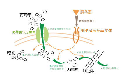 决定胚胎着床的4个关键因素，80%的姐妹都不知道！