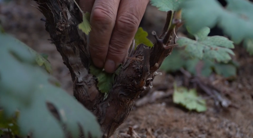 fa6100怎么使用冬季温室葡萄怎么管理，专家来指导_https://www.jmylbn.com_新闻资讯_第6张