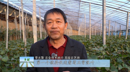 fa6100怎么使用冬季温室葡萄怎么管理，专家来指导_https://www.jmylbn.com_新闻资讯_第4张