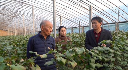 fa6100怎么使用冬季温室葡萄怎么管理，专家来指导_https://www.jmylbn.com_新闻资讯_第3张
