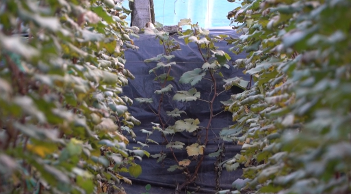 fa6100怎么使用冬季温室葡萄怎么管理，专家来指导_https://www.jmylbn.com_新闻资讯_第9张