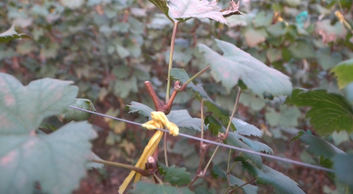 fa6100怎么使用冬季温室葡萄怎么管理，专家来指导_https://www.jmylbn.com_新闻资讯_第7张