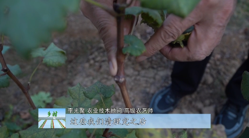 fa6100怎么使用冬季温室葡萄怎么管理，专家来指导_https://www.jmylbn.com_新闻资讯_第10张