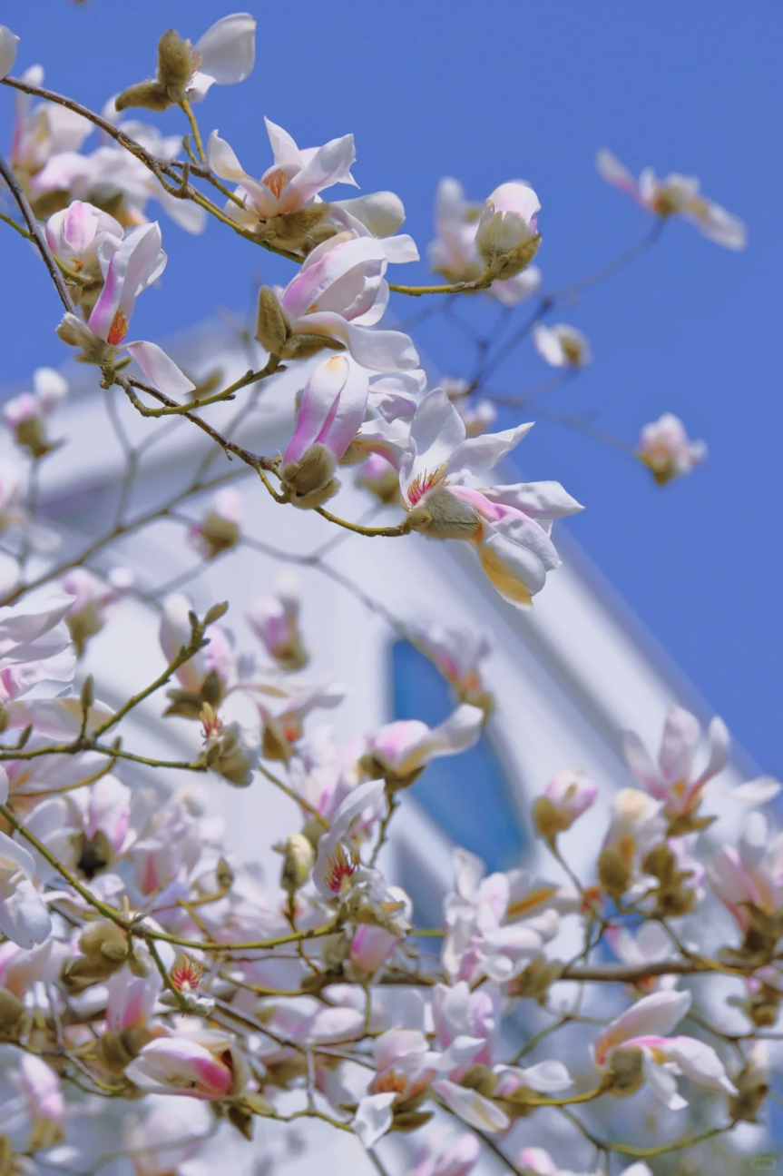 拍拍拍春天第一套打卡照选这里