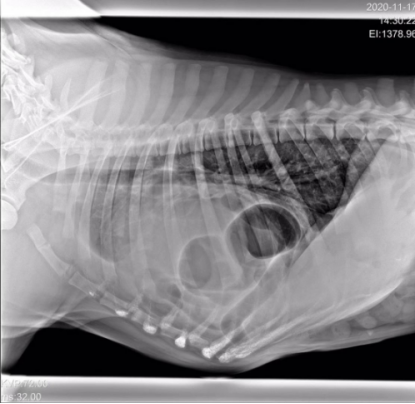 兽医头条no 65 病例分享 罕见犬先天性腹膜心包横隔疝 Ppdh 培训 维宠宠物导航网