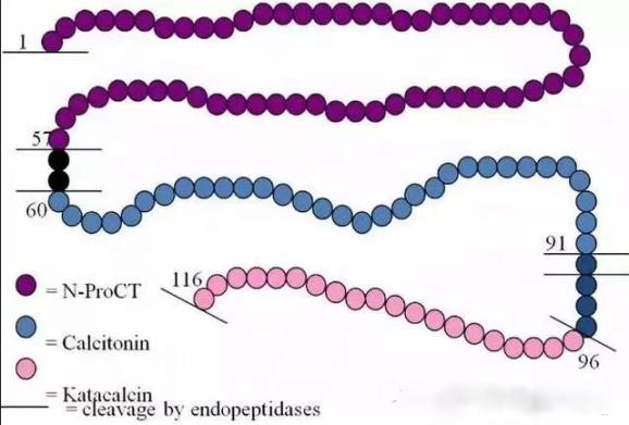 降钙素原测定是什么“感染诊断指标”——降钙素原（PCT）_https://www.jmylbn.com_新闻资讯_第7张