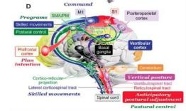 悬吊训练系统 怎么装椎间盘突出引发脊柱侧弯问题，如何通过针灸推拿+悬吊训练恢复身体平衡？_https://www.jmylbn.com_新闻资讯_第11张