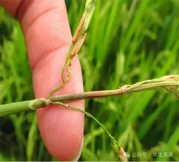 水稻稻瘟病症状有哪些?
