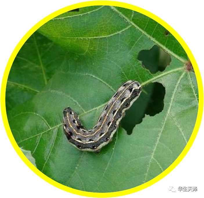 鳞翅目害虫种类繁多,教你轻松识别