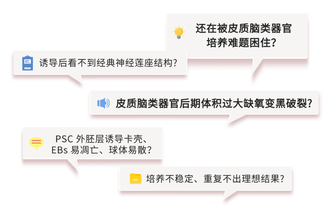 NeuroCortex 系列二次升级｜更稳定・更仿真・更标准,皮质脑区类器官培养从此可重复！_杭州昊鑫生物科技股份有限公司