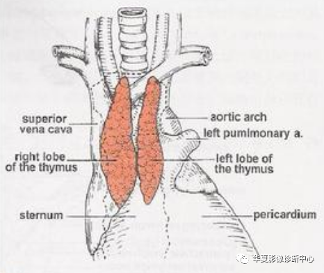 胸腺结构图手绘图片