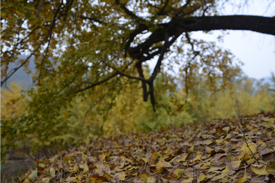 诗天子[gf]2022[/gf]诗刊|诗歌精选第304期