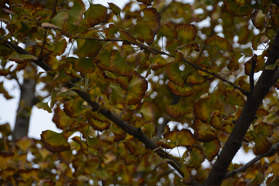 诗天子gf2022gf诗刊诗歌精选第263期