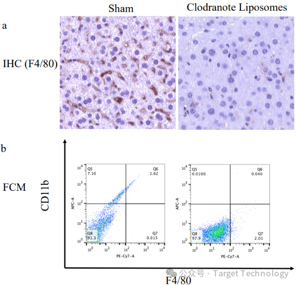 肝脏巨噬细胞清除|氯膦酸盐脂质体Clodronate Liposomes腹腔注射文献一